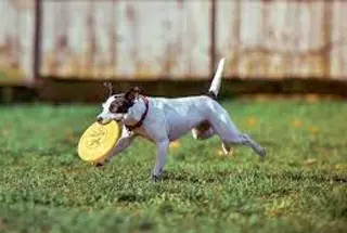 Pet Park